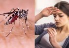 700 से अधिक पहुंची डेंगू मरीजों...