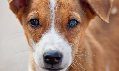 नोएडा में फीमेल डॉग से अननैचुरल सेक्स,पुलिस ने आरोपी को किया गिरफ्तार