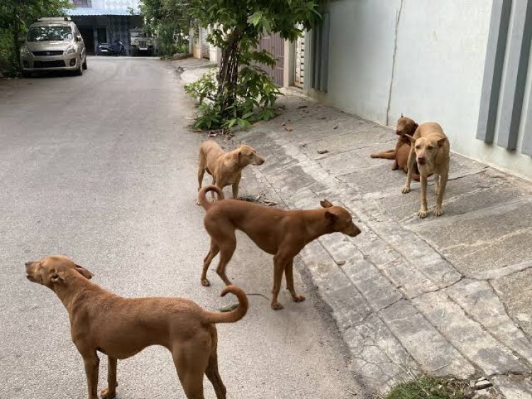 ग्रेटर नोएडा में आवारा कुत्‍तों से परेशान शख्‍स ने आत्मरशा के लिए मांगा रिवॉल्वर का लाइसेंस