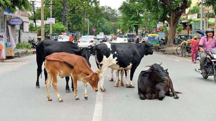 नोएडा में बीमारी से 10 दिन में 60 से ज्यादा पशुओं की मौत, 150 बीमार