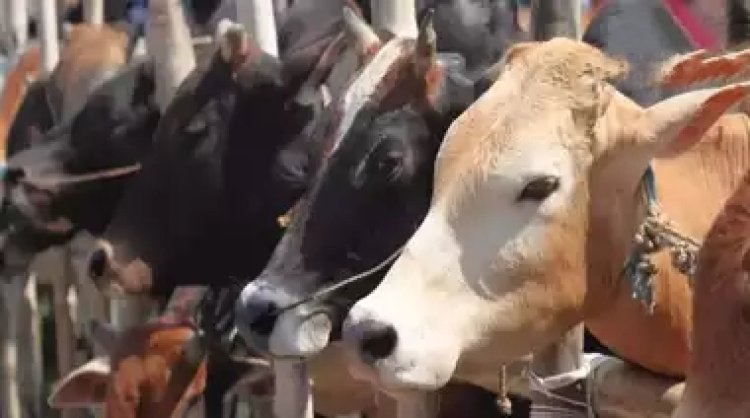 गोशाला के गोबर से पैसे कमाएगी नोएडा अथॉरिटी, मवशियों पर खर्च होगी बायो फ्यूल प्लांट की कमाई